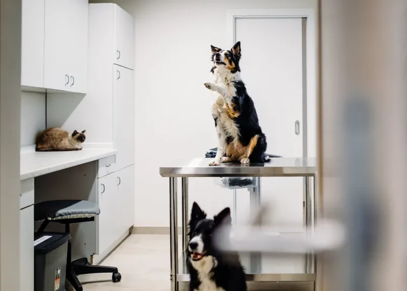 Hitra in strokovna veterinarska oskrba Osrednja Slovenija