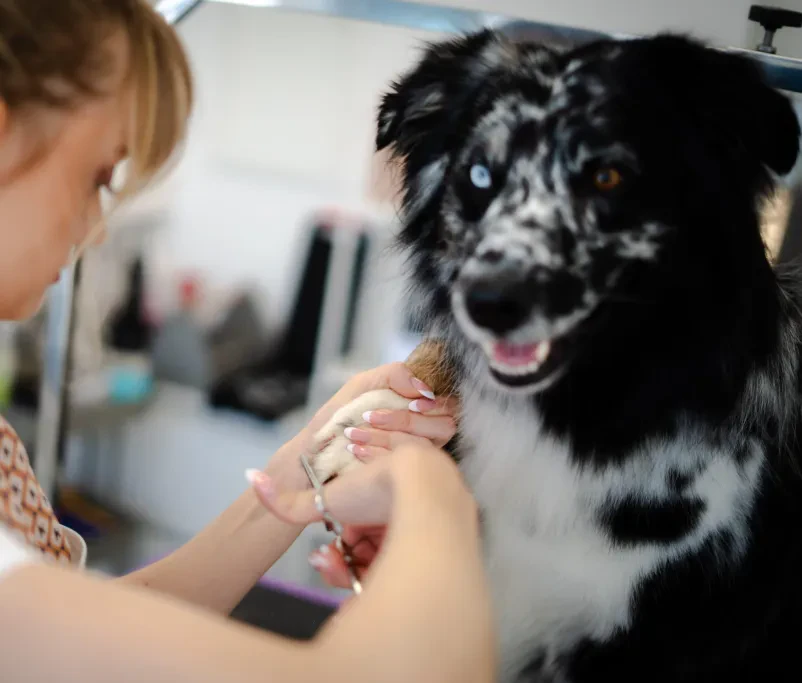 Dober salon za pse Slovenske gorice