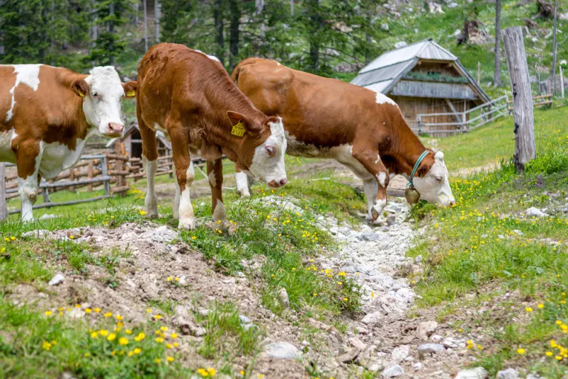 Krave pred planinsko kočo, kjer je mogoč najem prostora za zaključene družbe na Savinjskem.
