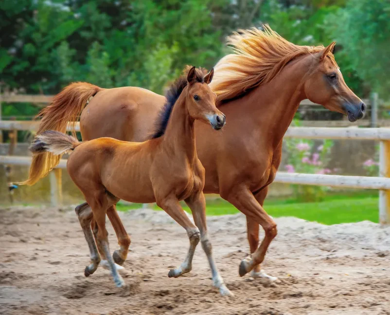 Veterinarska oskrba Posavje, Dolenjska