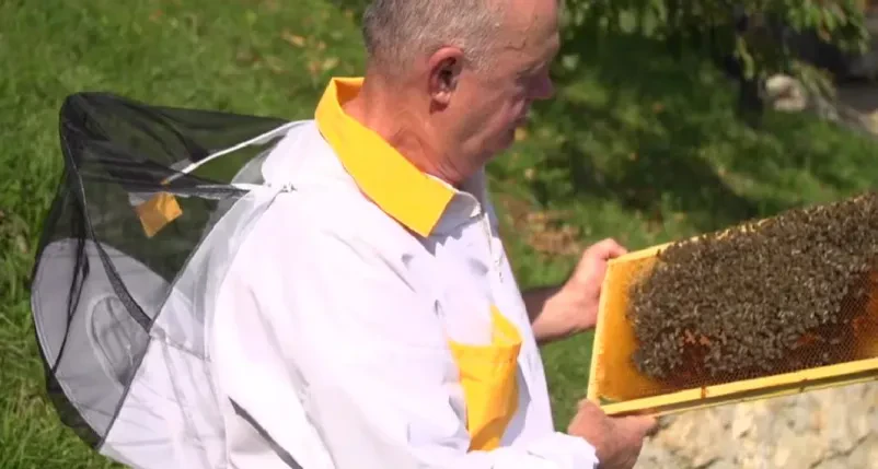 Od blizu si oglejte čebelarja, ki pregleduje satje, polno marljivih čebel in dragocenega medu.