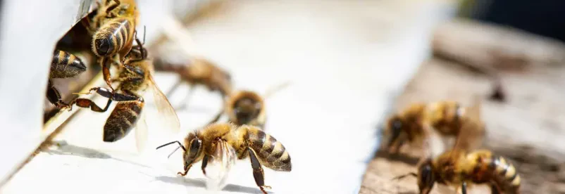 Družina, ki se veseli obiska čebelnjaka v naravnem okolju, uživa ob pogledu na domač med Velenje.