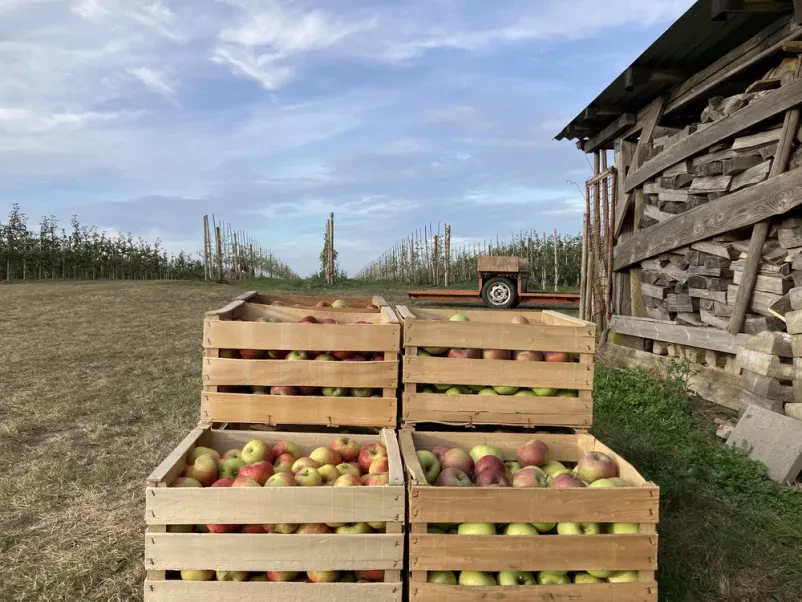 Doživetje kmečkega turizma na Ekološki kmetiji Jelčič Brežice