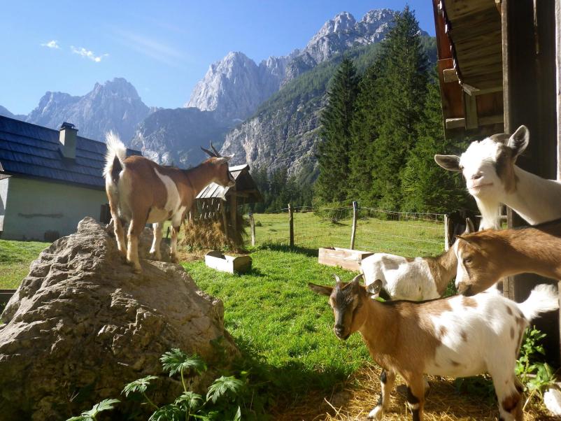 Kranjska  gora kolesa