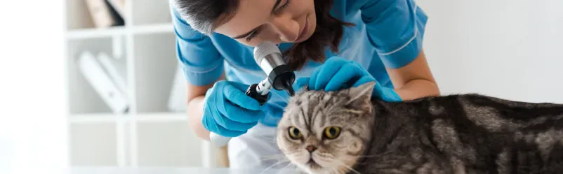 Najboljši veterinar v Ljubljani