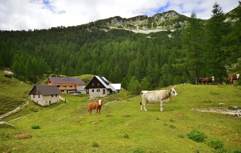 Ponudba za odkup živine Bohinjska Bela