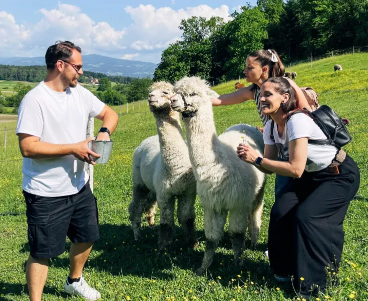Hranjenje alpak na kmetiji Slovenska Bistrica, Štajerska