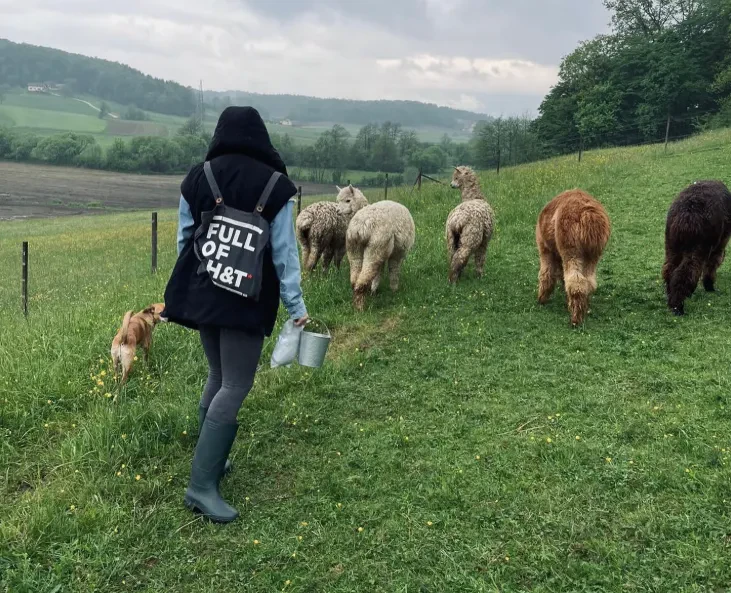 Ogled alpak Slovenska Bistrica