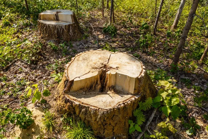 Ugoden posek in spravilo lesa Gorenjska