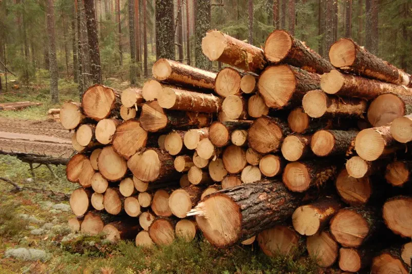 Posek dreves in spravilo lesa iz gozda Gorenjska
