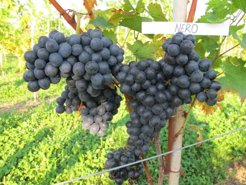 Oprema za vinograd