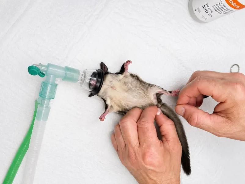 Veterinarska ambulanta za velike in male živali Grosuplje