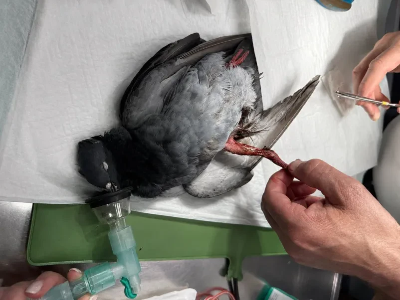 Veterinarska ambulanta za male živali Ribnica