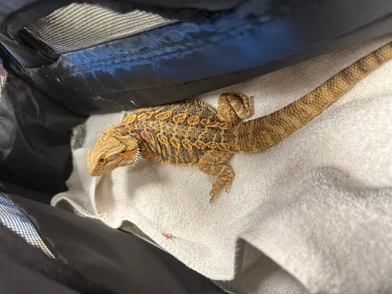 Veterinarska ambulanta za velike živali Ribnica