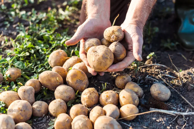 Degustacije in ohranjanje kulinarične dediščine v Veržeju