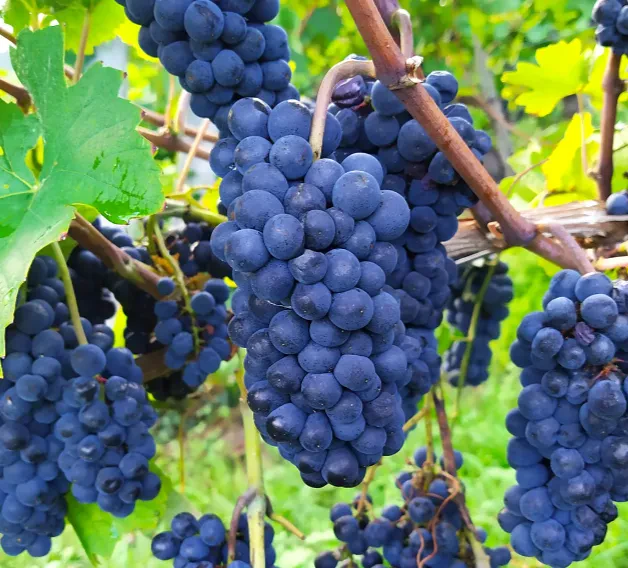 Steklenica svežega rose vina Meum Kvalitetna bela in rdeča butična vina Slovenija