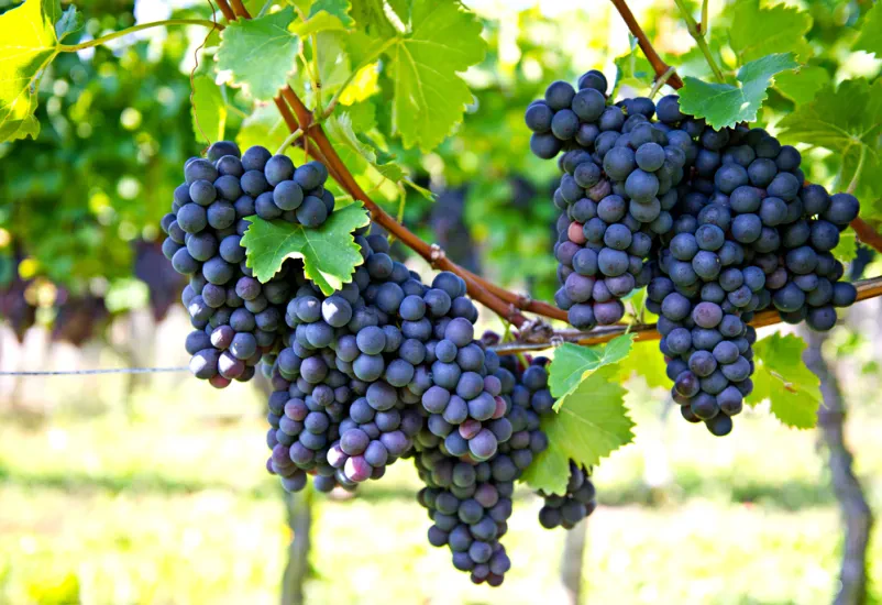 Prodaja vrhunskih vin Goriška Brda