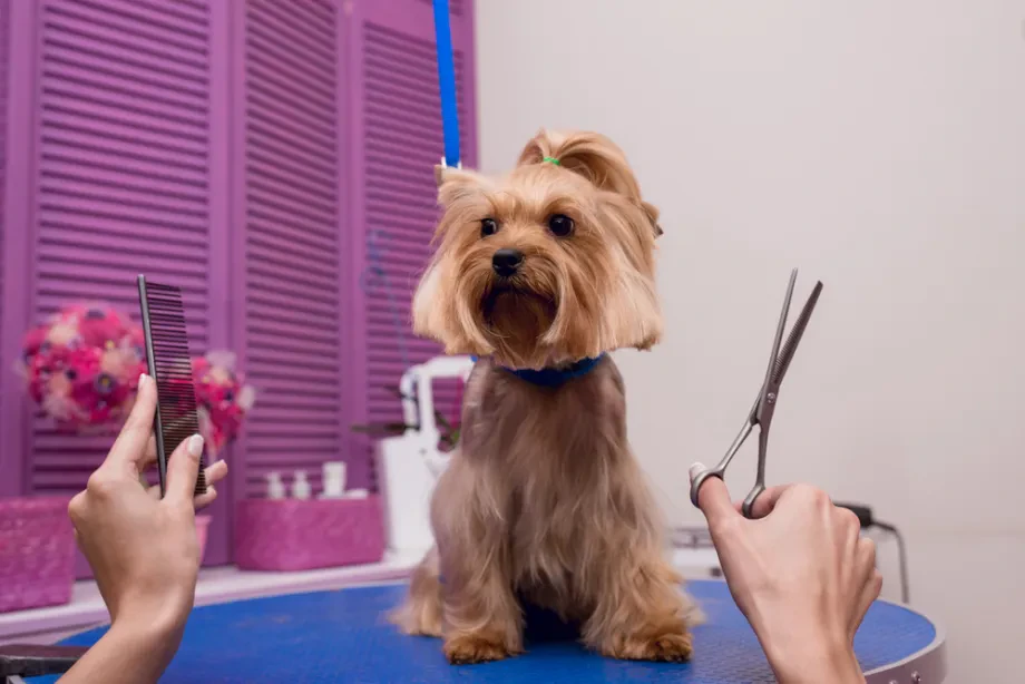 Kako prepoznati dober pasji salon?