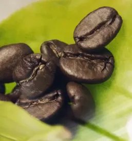 Kava Illy