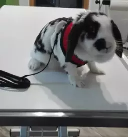 Veterina za mačke Bela krajina