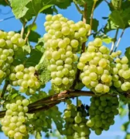 Bela vina Vipavska dolina, Goriška