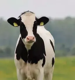 Dairy cooperative slovenia