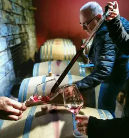 Degustacija vin Primorska