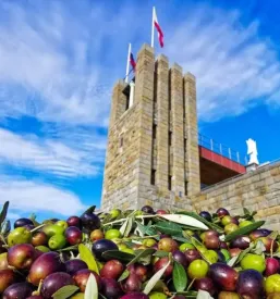 Vinska klet na Primorskem