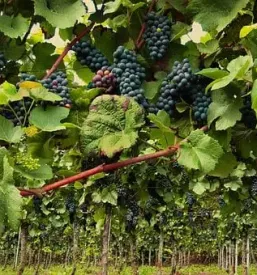Degustacije vrhunskega terana Kras, Primorska
