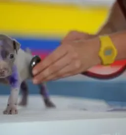 Dober veterinar Goriška