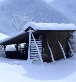 Tesarstvo Savinjska regija