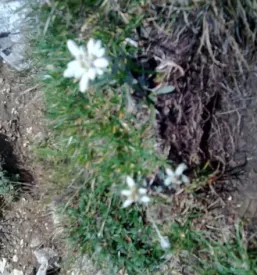 Turizem na planini Gorenjska