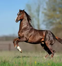Horse riding bled slovenia