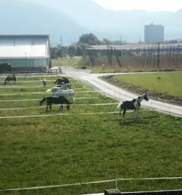 Jahanje za otroke Savinjska