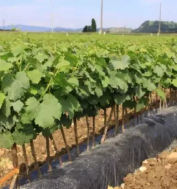 Kvalitetna bela vina Štajerska