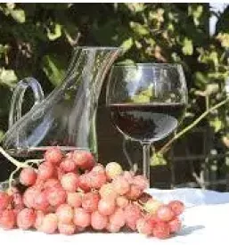 Odlična vina Vipava