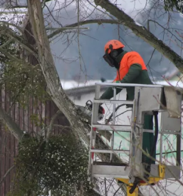 Obzagovanje in posek dreves ljubljana okolica