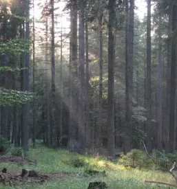 Planinsko društvo Rogla