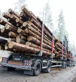 Ugoden posek in spravilo lesa Gorenjska, Slovenija