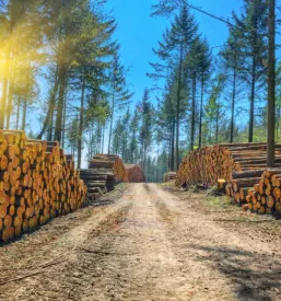 Posek in spravilo lesa podravska