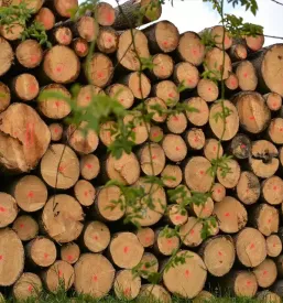 Posek secnja spravilo lesa ivancna gorica