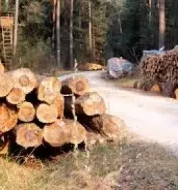 Posek spravilo in odkup lesa Ljubljana, Osrednja Slovenija