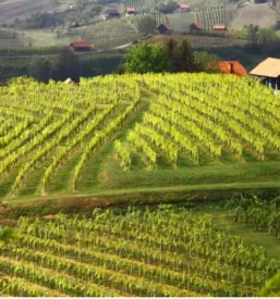 Pridelava in prodaja balzamicnega kisa slovenija