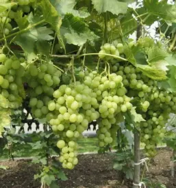 Ugodna prodaja trsnih cepljenk Slovenija