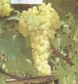 Quality grafted vines