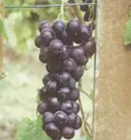 grafted vines