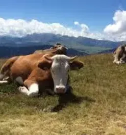 Raw milk slovenia