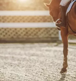 Riding school bled