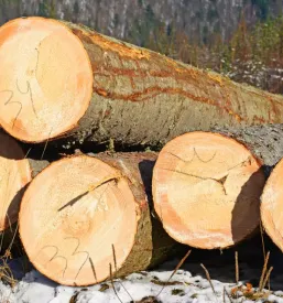 Secnja in spravilo lesa begunje na gorenjskem okolica