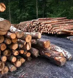 Sečnja in spravilo lesa Podravska